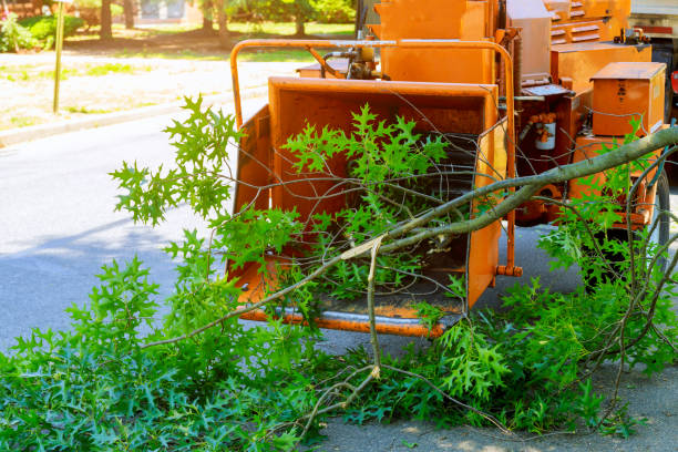 Trusted El Macero, CA Tree Service Experts